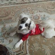 واگذاری سگ ماده