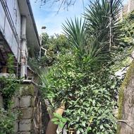 یوکا سه شاخ 6 متری