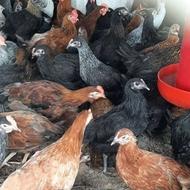 فروش جوجه مرغ تخم‌گذار محلی و نیمچه مرغ تخمگذار