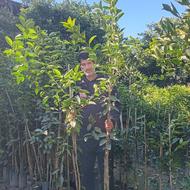 نهال لیمو شیرین و پچ و لیمو ترش