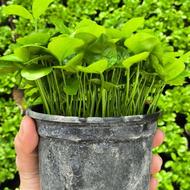 سبزه نارنج 65 تومن