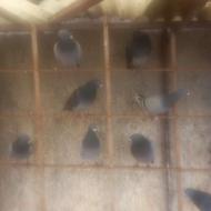 کبوتر مسافتی