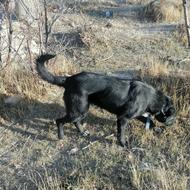 واگذاری سگ بومی برای نگهبانی