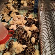 جوجه بلدرچین