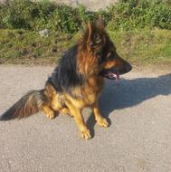 واگذاری سگ ژرمن شوالاین