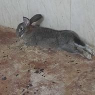 خرگوش جاینت (غول)