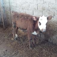 دوراس گوساله سیمنتال قطع شیر