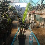 زاموفیلیا سوپر بلک