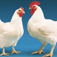 فروشنده حضوری(ویزیتور)