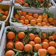 پرتقال شهسواری