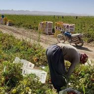 کارگر هر کاری باشه