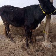 گاو با گوساله نر