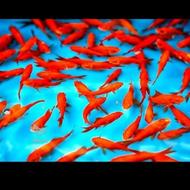 ماهی قرمز خوشگل برای دست فروش شب