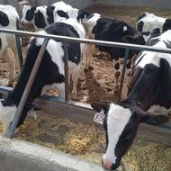 گوساله نر 130کیلو