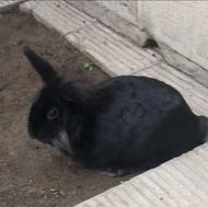 خرگوش اساله سالم