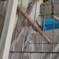 جفت‌عروس‌هلندی