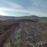 نهال بادام اذر پیوندی