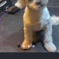 واگذاری سگ شیتزو