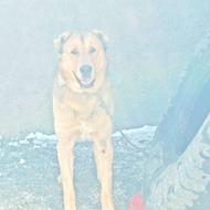 واگذاری سگ نر افقان