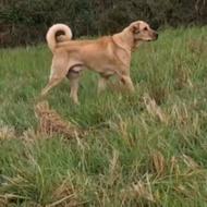 واگذاری سگ پژدر