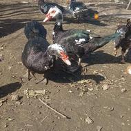 اردک خارجی نر اسراعیلی