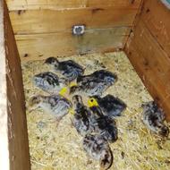 بوقلمون و جوجه