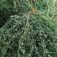 یونجه خشک ،بیده 430