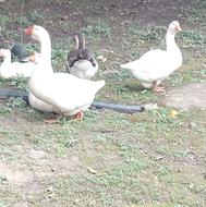 دوعدد قو غاز نر