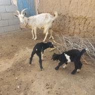 بز دورگ شیرا با دوتا کهره مورسیاه