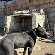 واگذاری سگ پیت بول نر