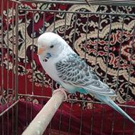 مرغ عشق نر و ماده ضمانتی