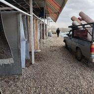 قالیشویی پدیده در تاکستان