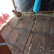 چهارعدد بلدرچین تخمگذار سه عدد ماده یک عدد نر بلدرچین