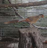 پرنده بلژیکی