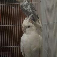 عروس هلندی سخنگو آلبینو مولد و نژاد دار