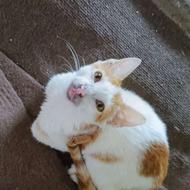 واگذاری گربه خونگی نر 4 ماهه