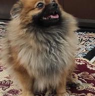 واگذاری پامرانین پرتقالی ماده