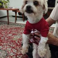 سگ سالم حرف گوش کن واگزاری