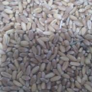 خریدارگندم کریم و دامی