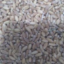 خریدارگندم کریم و دامی