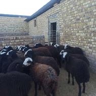 70راس بره نر پای پروار نژادشال50راس بره ماده نژادشال بره قوچ