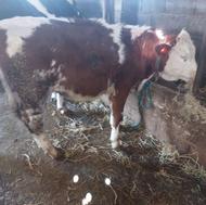 چهار راس گوساله یا تلیسه اصیل