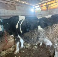 یک راس گاو سمینتال مونت