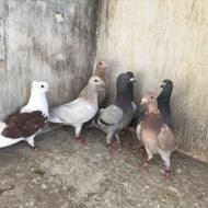 جوجه المانی