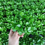 فروش سبزه نارنج عید