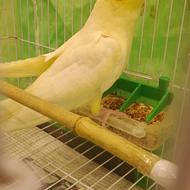 طوطی عروس باقفس