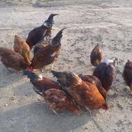 8عدد خروس محلی سالم فروشی