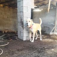 واگذاری سگ افغان ماده