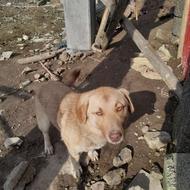 واگذاری سگ باهوش