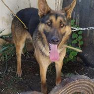 واگذاری رایگان سگ ژرمن فوررررری